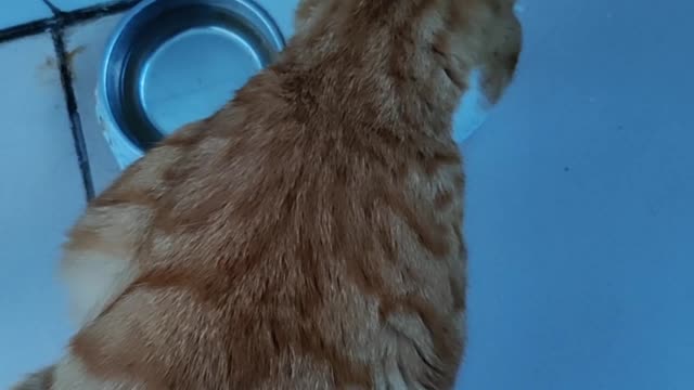 Kitty eating food