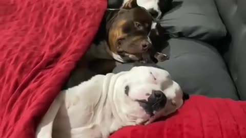 Dog funny videos🤣😂 || cute dog || Dog recation ||#shorts
