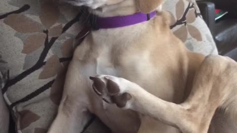 Golden dog standing still with leg up on sofa