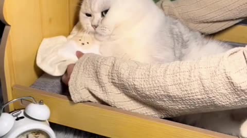 Cute And Funny Cats 😍😍😅😅 #viral #shorts #reels #cat #cats #pets