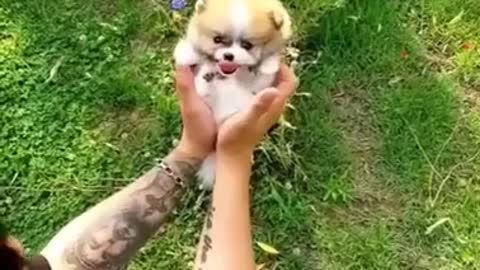 Baby Dogs Cute and Funny Dog Videos Puppy Dogs Compilation