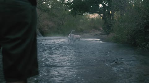 Dog catches a ball in a river