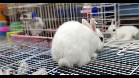 White Rabbit
