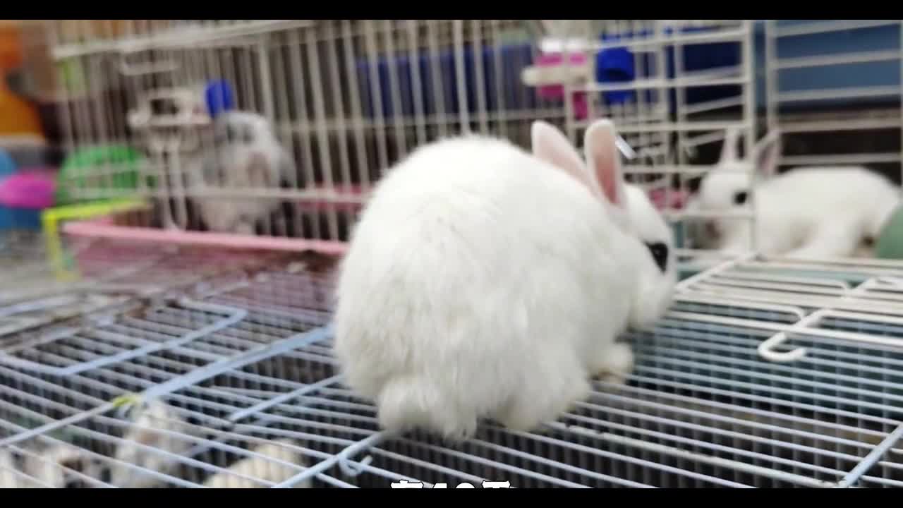 White Rabbit