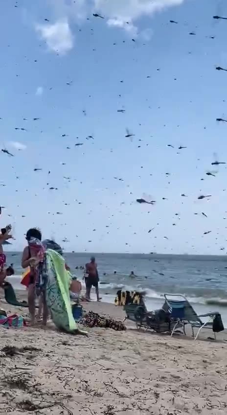 👀 Supersized Dragon Flies swarm Misquamicut Beach in Rhode Island