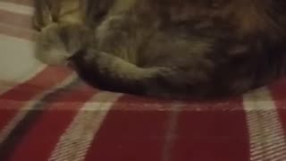 Cat Video Of The Cat Falling Asleep