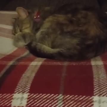 Cat Video Of The Cat Falling Asleep
