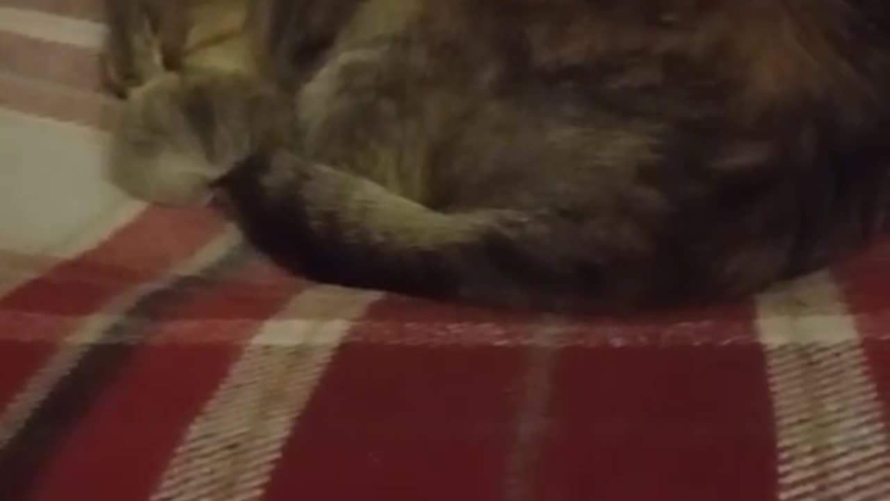 Cat Video Of The Cat Falling Asleep