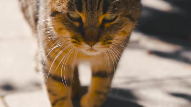 Chubby cat finds genius way to tell owner she's hungry