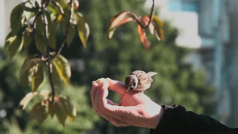 A bird eats from the hand