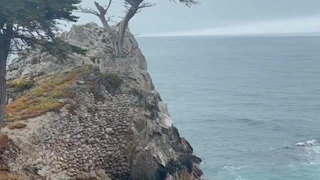 The most unique tree in California?