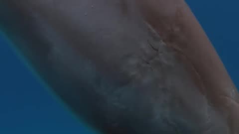 Wildlife