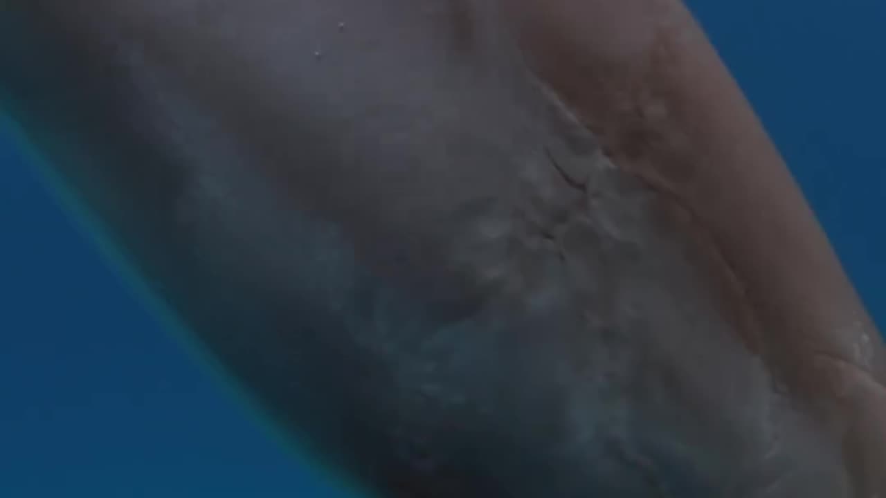 Wildlife