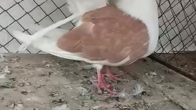 Lovely pigeon