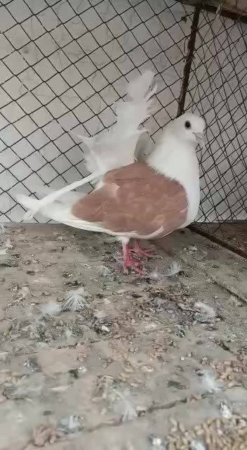 Lovely pigeon