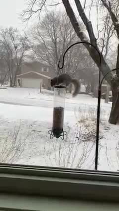 SQUIRREL PROOF THE BIRDFEEDER!