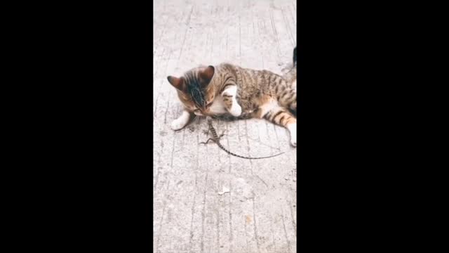 Cat Vs Lizard 🤣 Very Funny Clips Video cute Fight