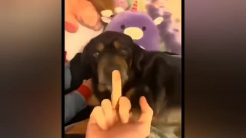 Rottweiler dog 🐕 🐶 Funny video