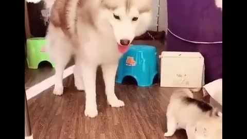 Funny and Cute Husky Puppies Compilation 2020 - Cutest Husky #02