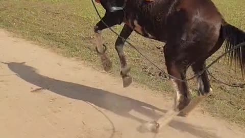 Horse dancing beautiful style