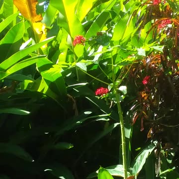 1.7.2024 Twirling Butterflies