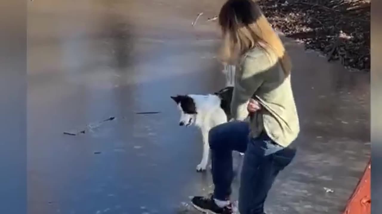 Funniest Cats and Dogs Video