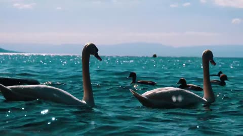White swans and ducks swimming in the lake