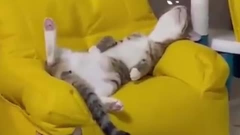 Funny cats videos.
