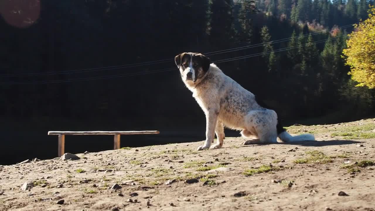 Big Nice Dog Sitting Alone on the Ground. Dog on a Walk in the Beautiful Autumn Forest