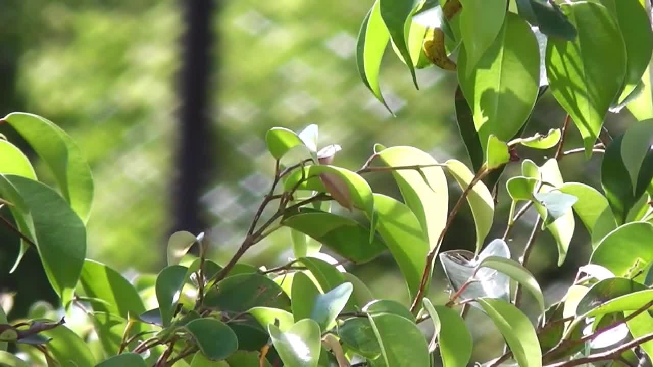 Leaves Blown By Wind