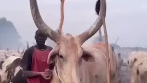 Big wolf