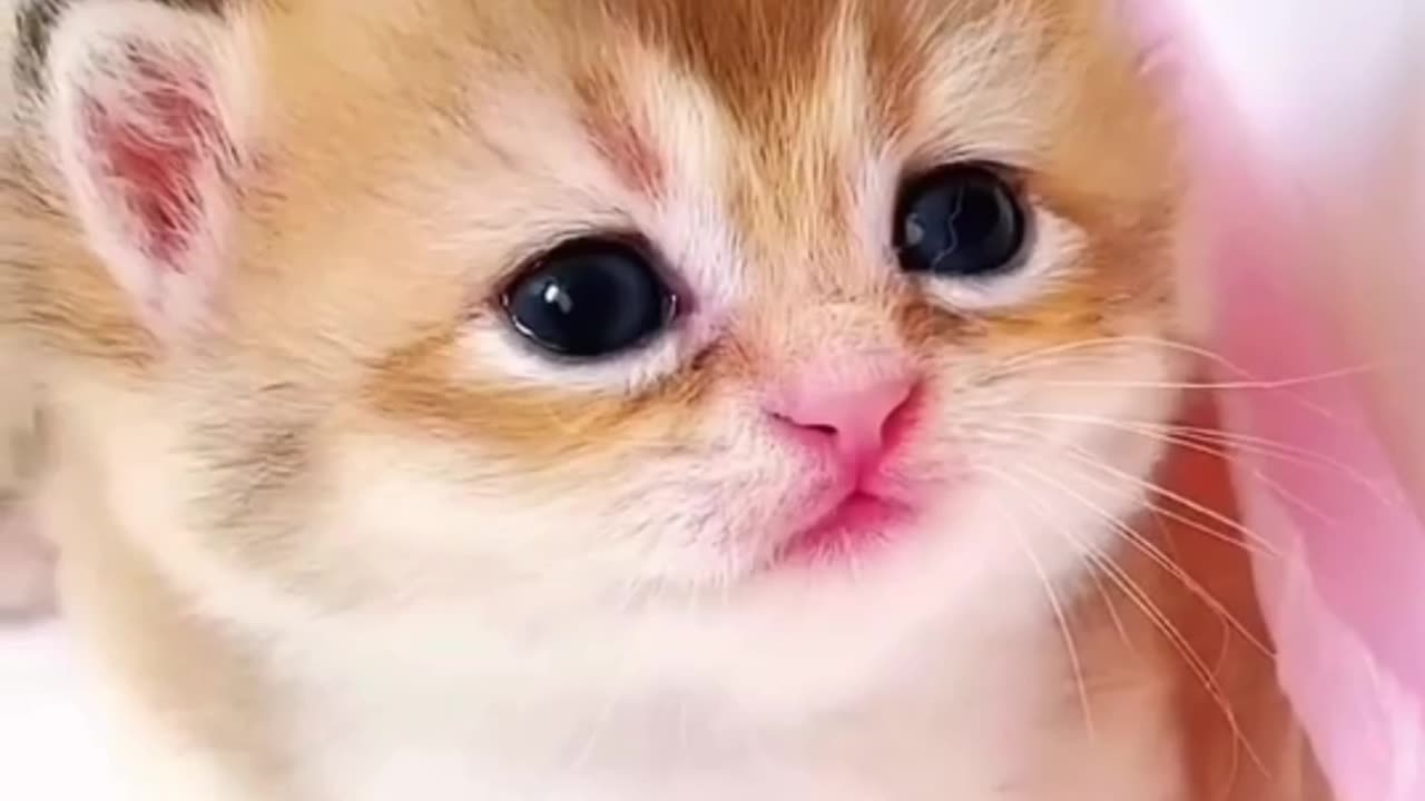 Cat Meowing🌹🐈🐈🌹|Cat Sound| Cute Cat Videos #shorts #cat #cats #dog #puppy #catlover #catfunnyshorts