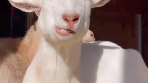 goat eating