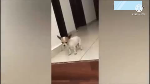 Cosas de mascotas