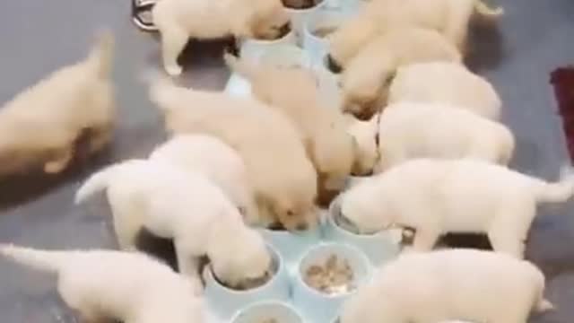 Feeding a litter of cute puppies | J777R