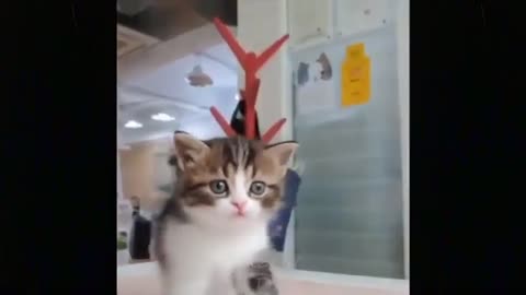 KITTEN VIDEOS