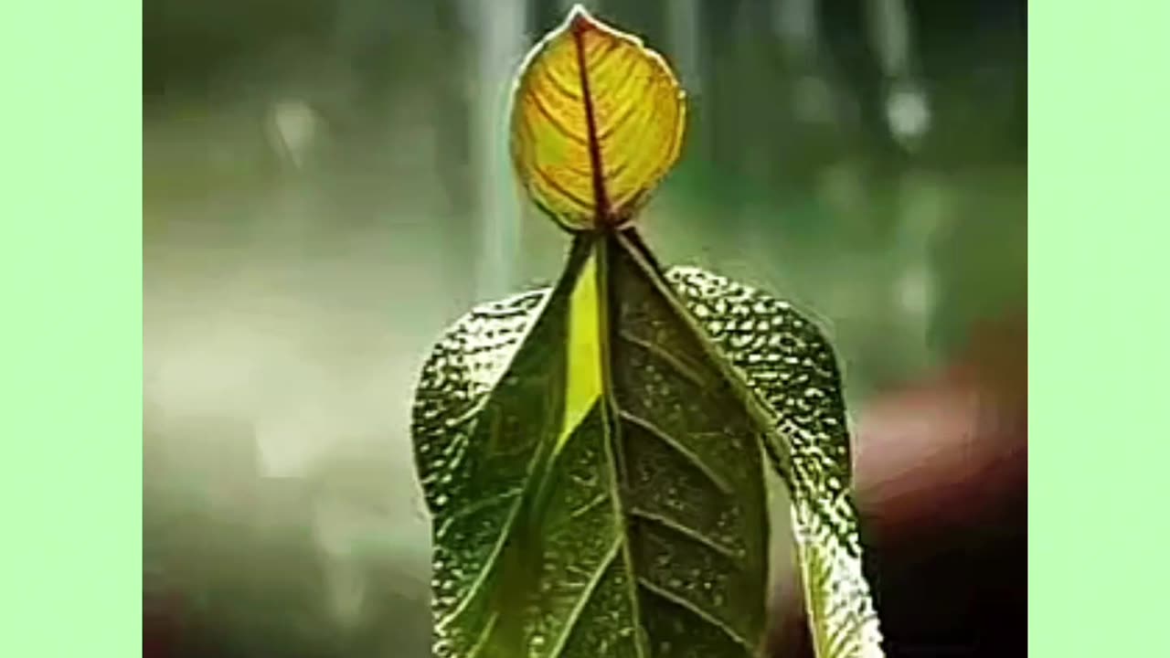 The way the leaves move in the rain