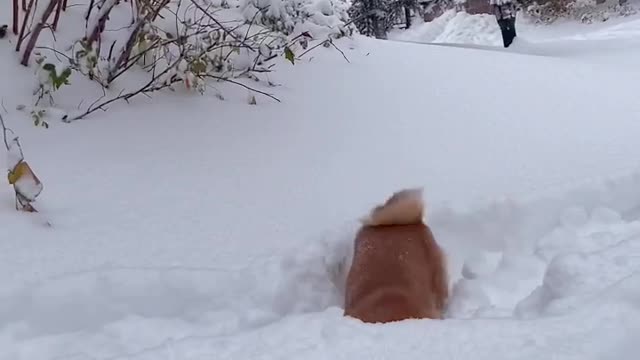 This is a dog that has never seen snow