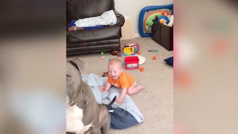 Cute dogs and babies are best friend