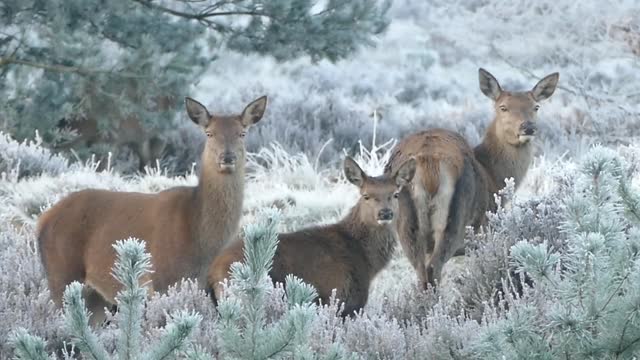 Deer in the jungle mythical view