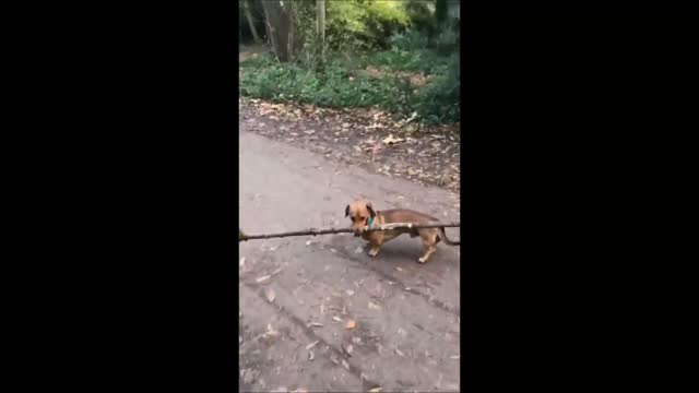 Funny Dog Videos 2021 HD