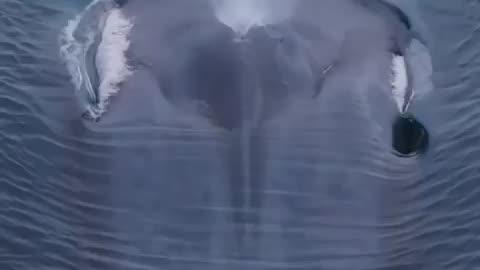 The largest animal on earth looking like a submarine!