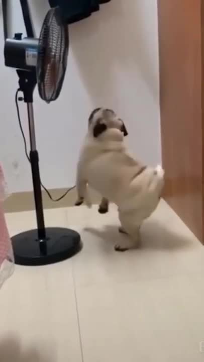 Funny Dog Videos 2021 #shorts