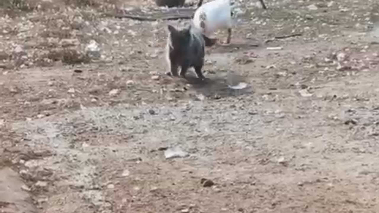 All the comedy animals