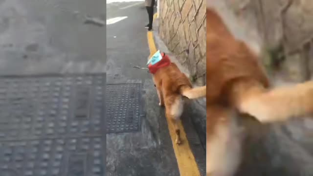 Only without me, my dog will only have a long and empty wait.