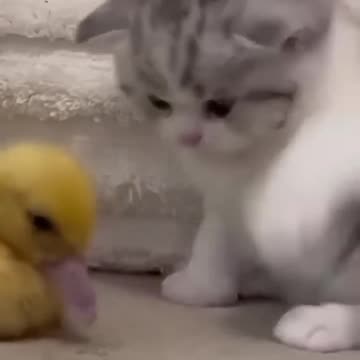 🐱 Funny cat videos | cute cats | Try not to laugh | Cat videos Compilation #shorts 🐈