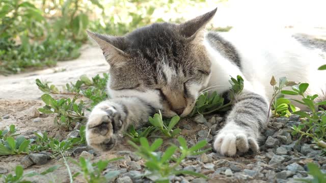 THE LAZY CAT GORGEOUS CUTE