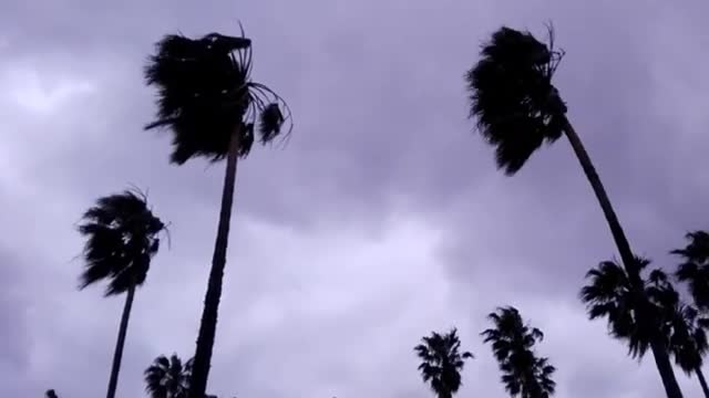 Palms being moved by strong wind, Montevideo