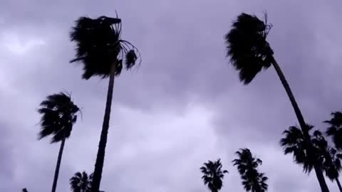 Palms being moved by strong wind, Montevideo