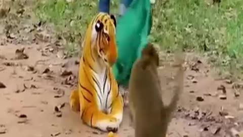 funny animals video